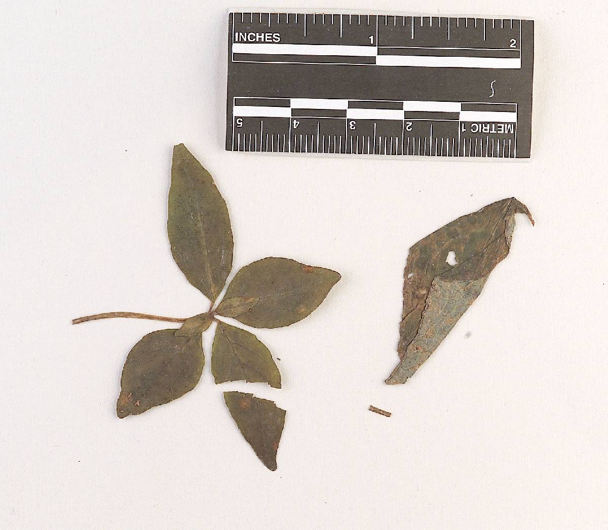 Coleosporium horianum image