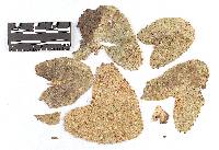 Coleosporium ligulariae image
