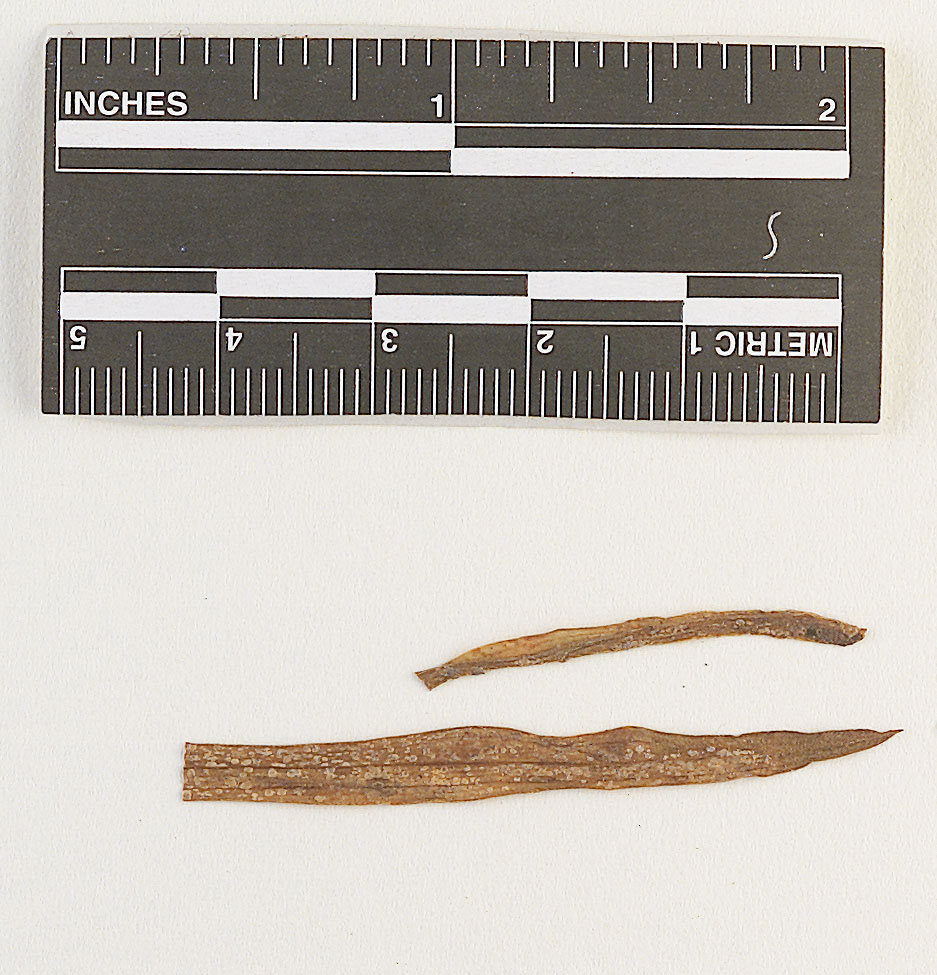 Coleosporium merrillii image