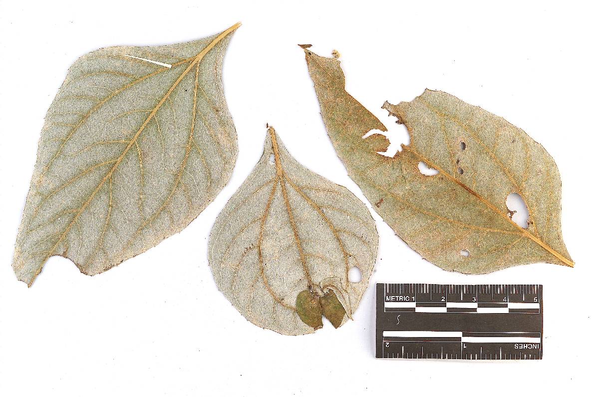 Coleosporium paraphysatum image