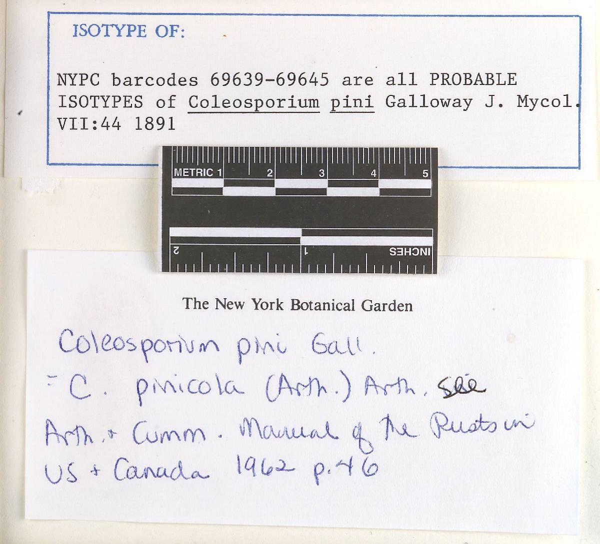 Gallowaya pinicola image