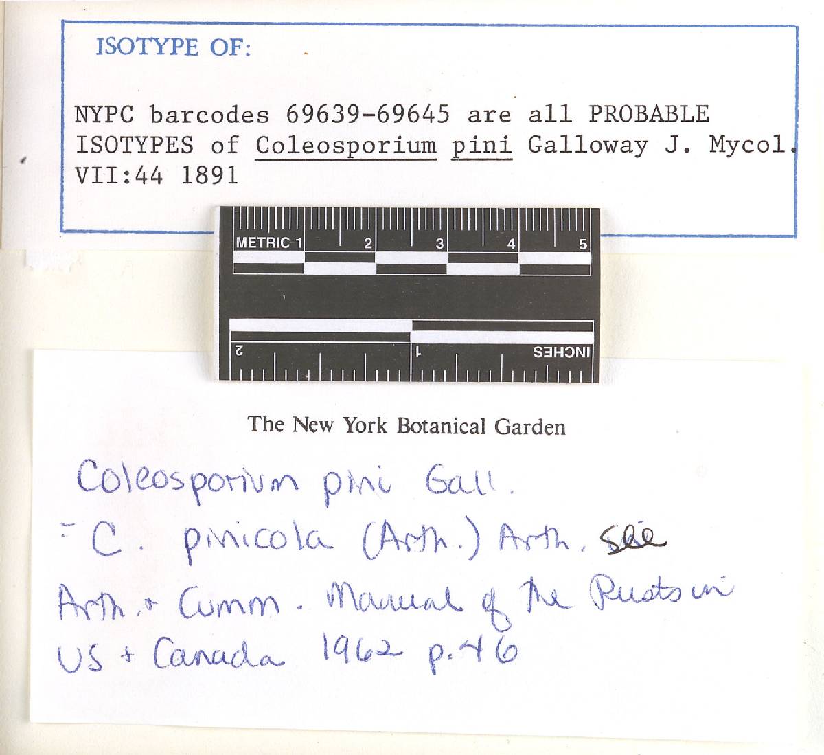 Gallowaya pinicola image