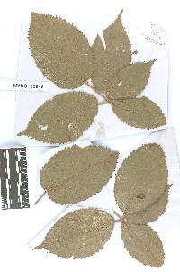 Coleosporium rubi image