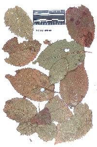 Coleosporium rubi image