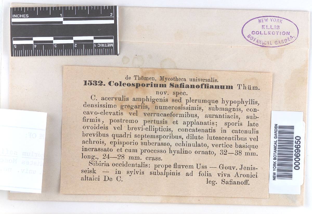 Coleosporium safianoffianum image