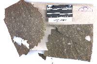 Coleosporium telekiae image