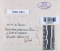 Cronartium gentianeum image