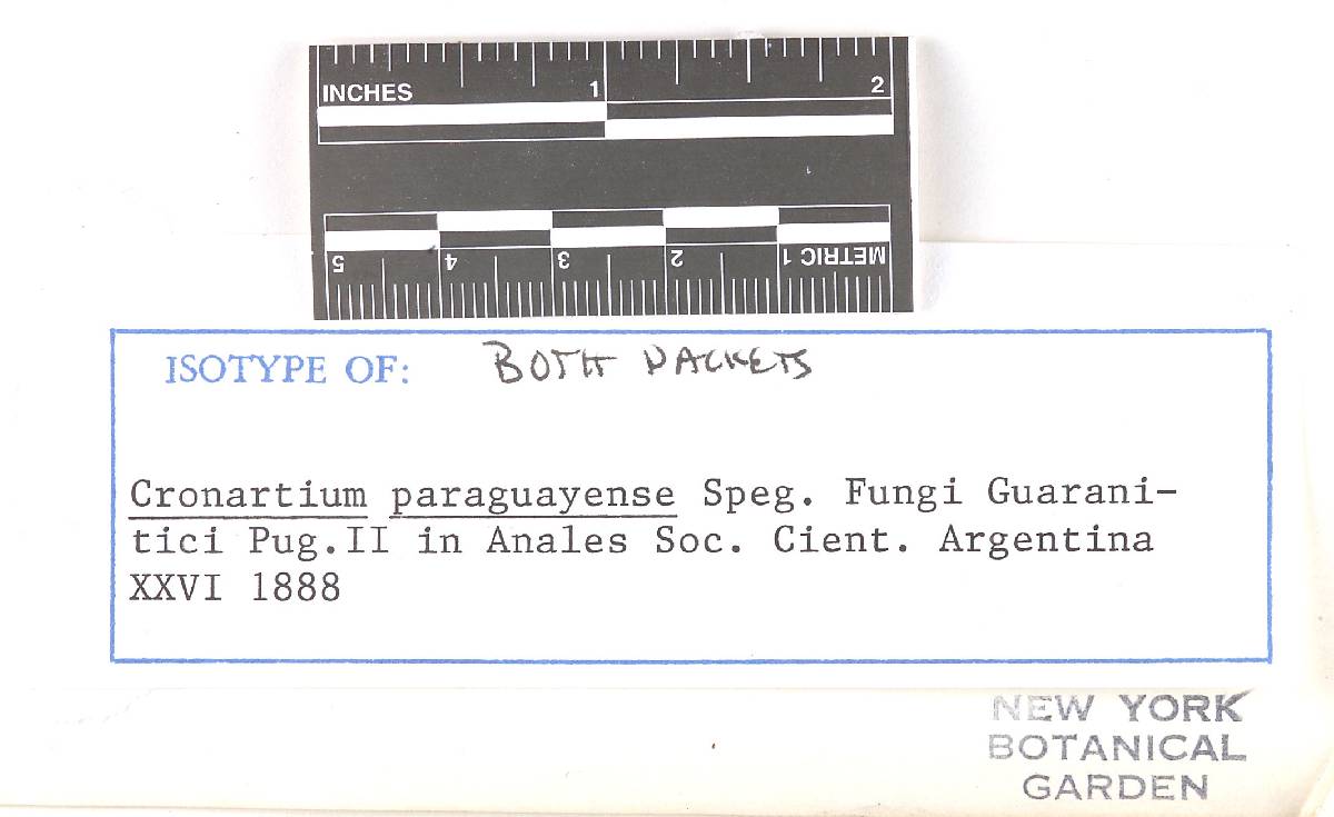 Didymopsora paraguayensis image