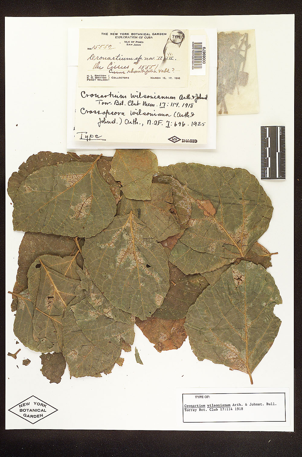 Cronartium wilsonianum image
