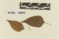 Melampsora acalyphae image
