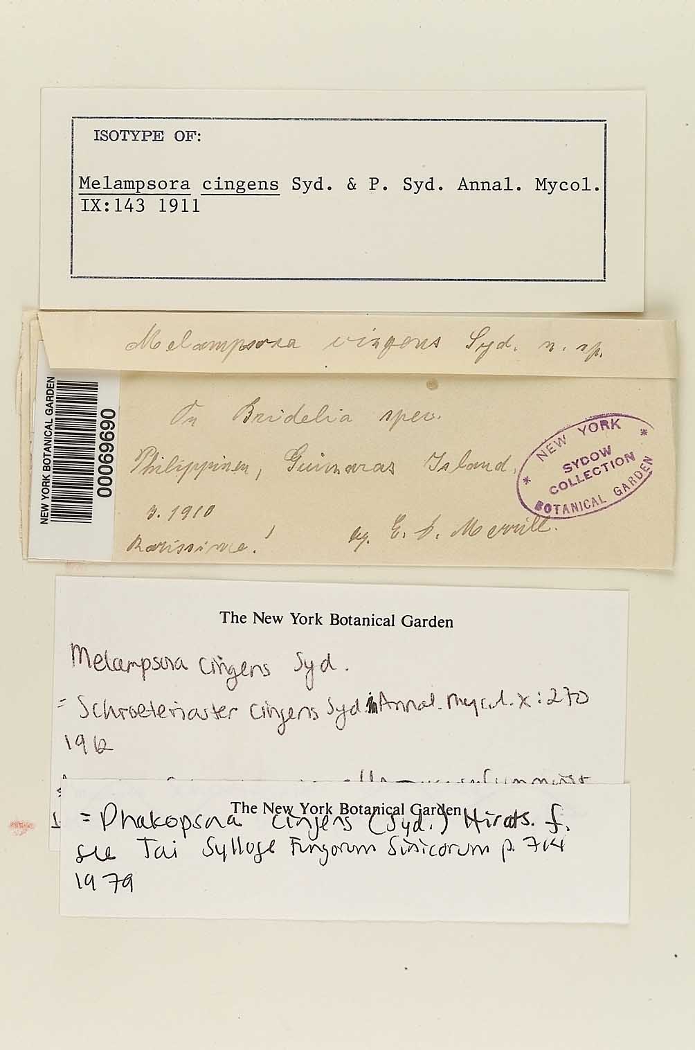 Phakopsora cingens image