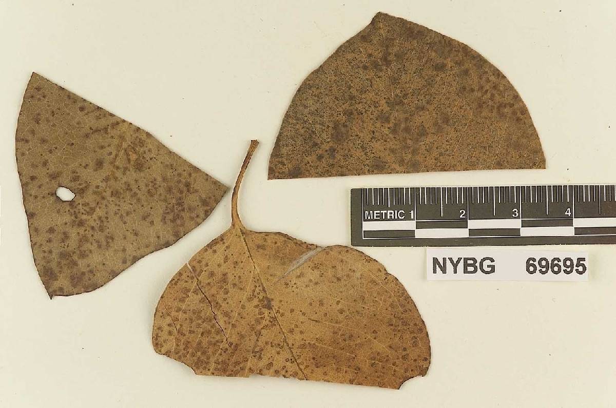 Melampsora eucalypti image