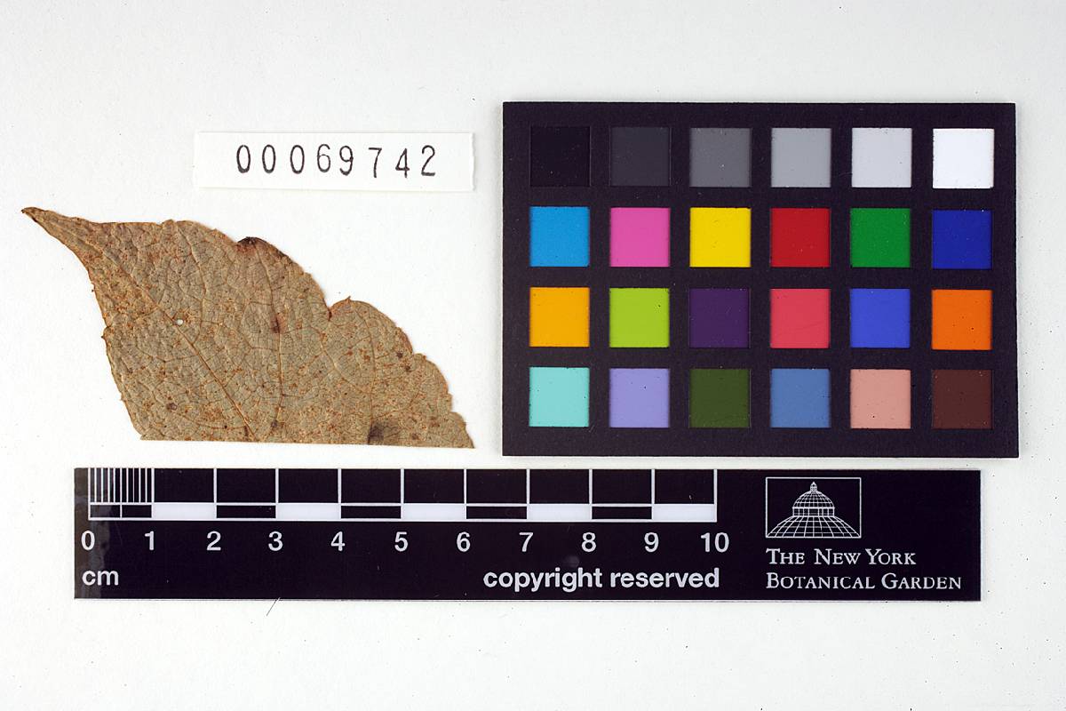 Phakopsora cronartiiformis image