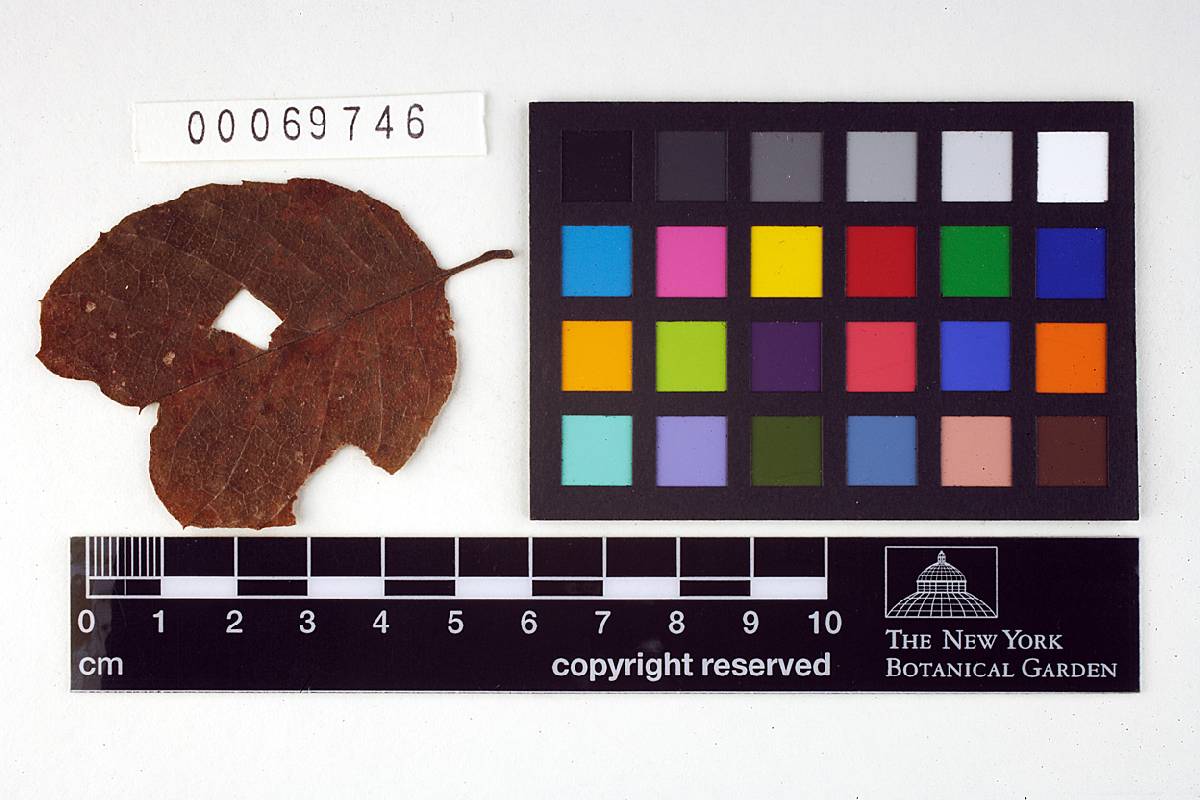 Phakopsora meliosmae image