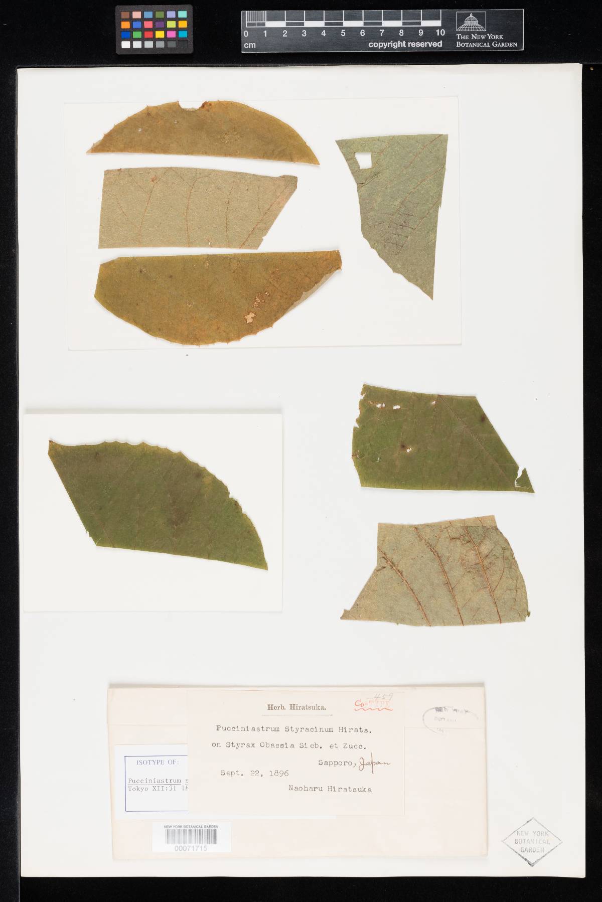 Pucciniastrum styracinum image