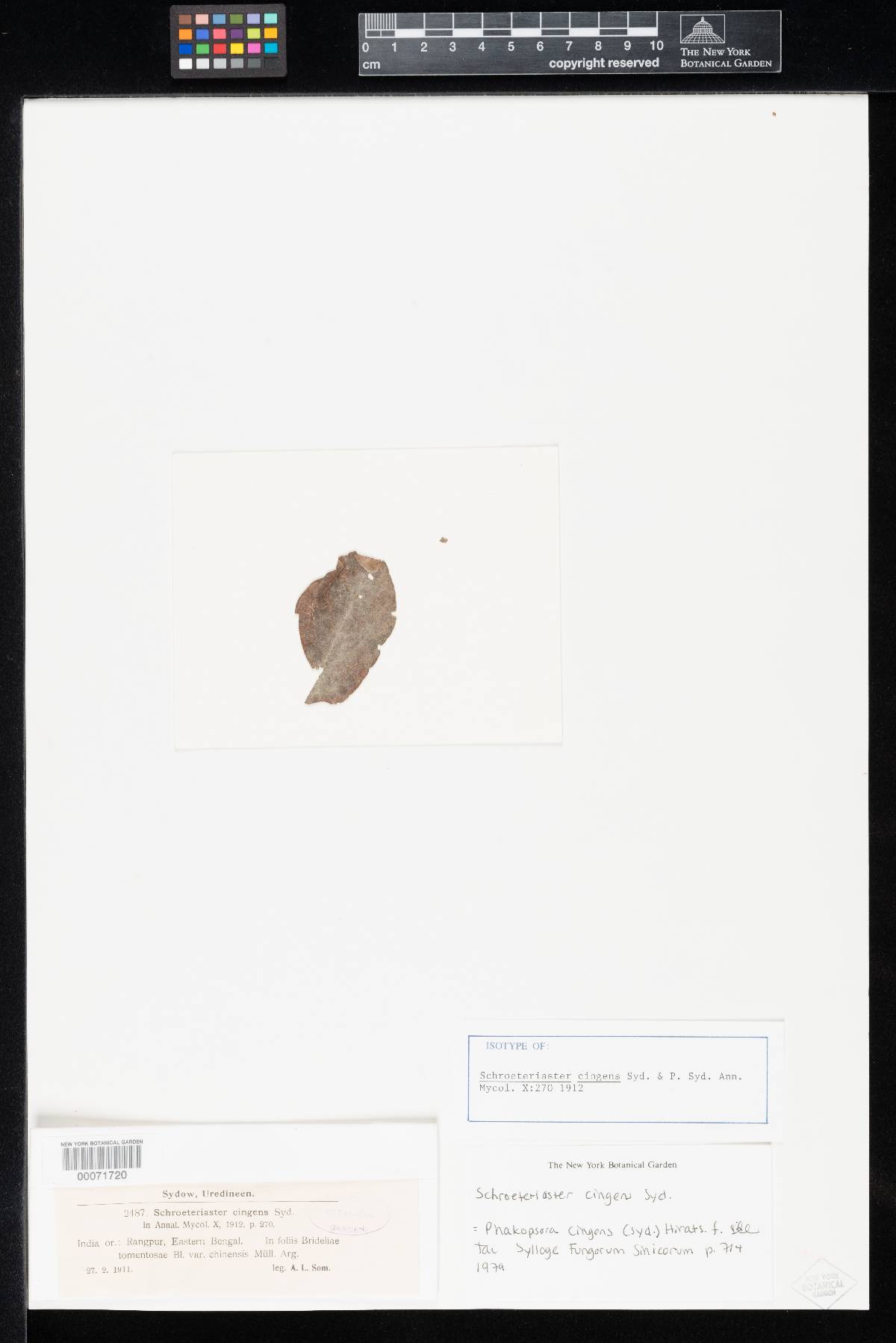 Phakopsora cingens image