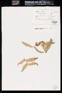 Uredinopsis arthurii image