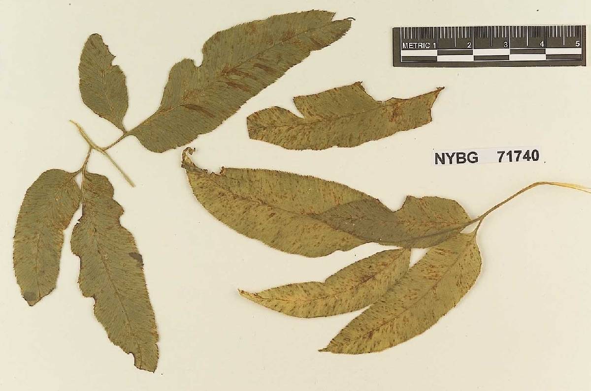 Hyalopsora yamadana image