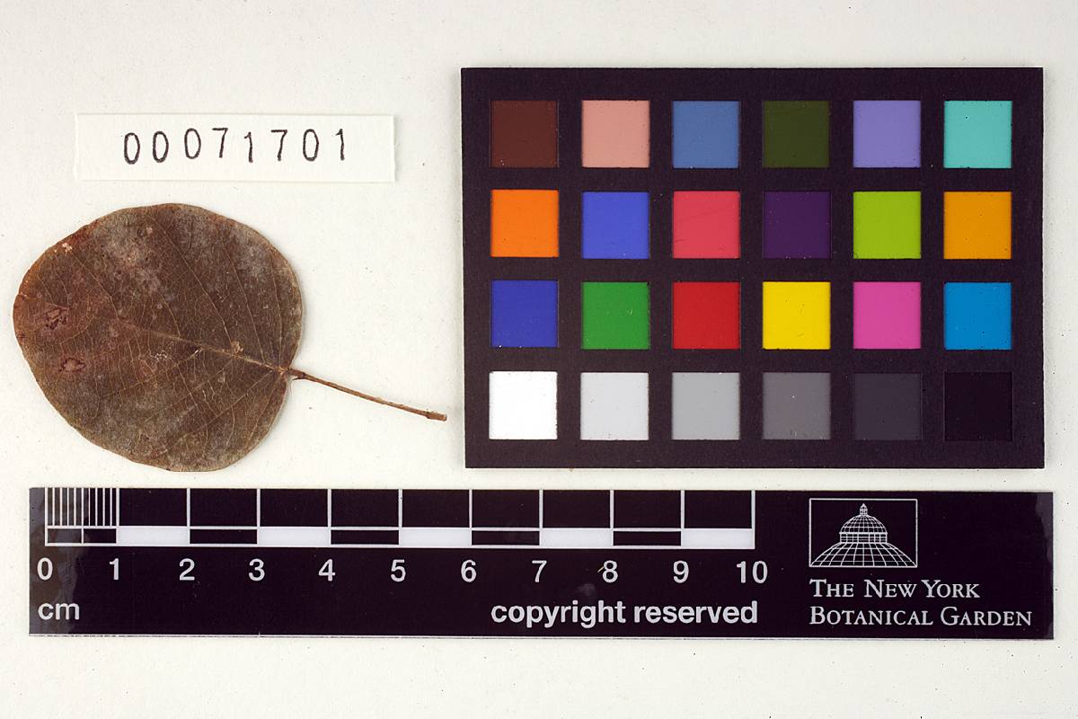 Phakopsora meibomiae image