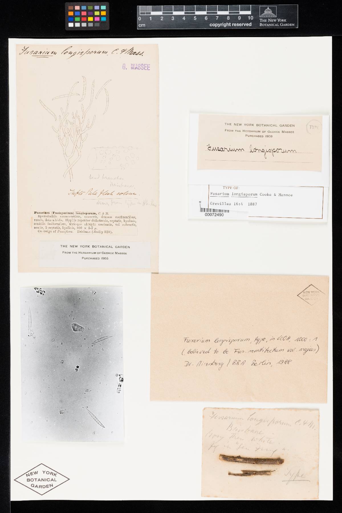 Fusarium longisporum image