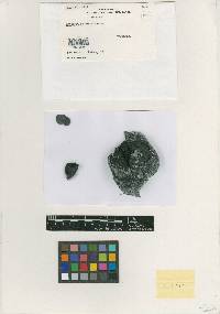 Hypocrea nebulosa image