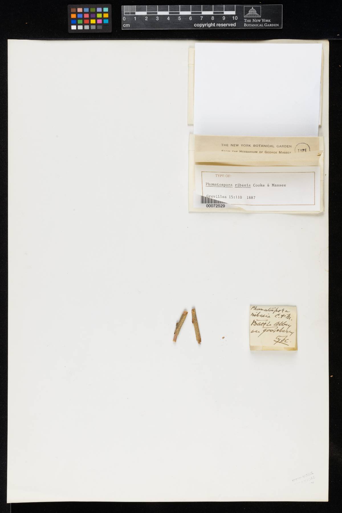 Phomatospora ribesia image