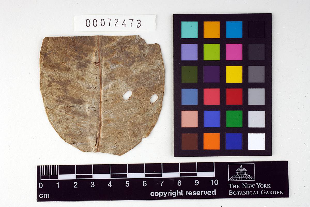 Pestalotia vermiformis image