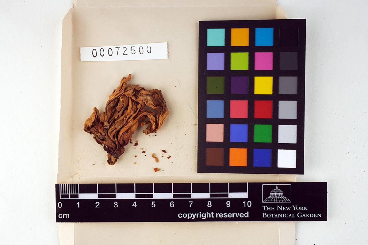 Sparassis tremelloides image