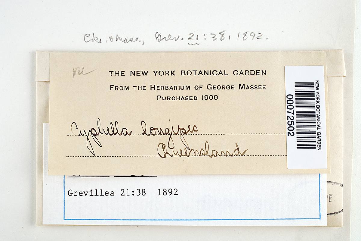 Calyptella longipes image