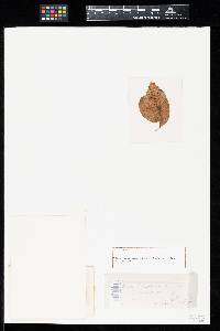 Uredo celastrineae image