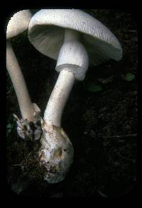 Amanita chepangiana image