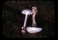 Amanita chepangiana image