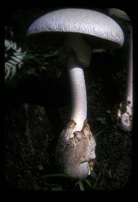 Amanita chepangiana image