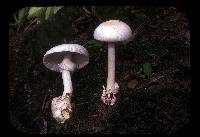 Amanita chepangiana image