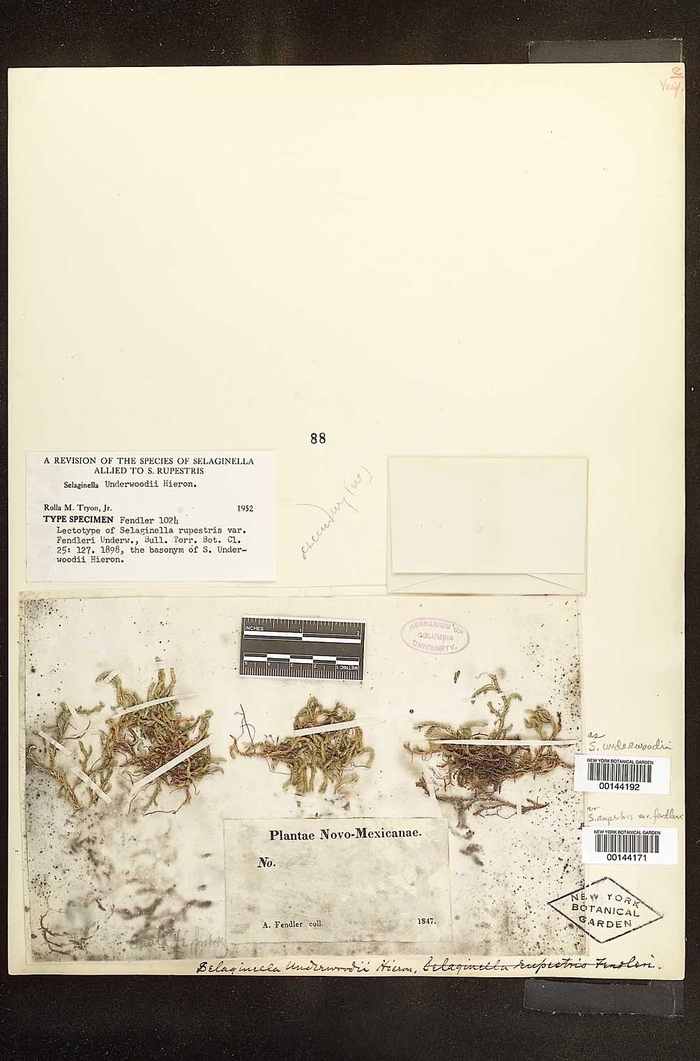 Leccinum subglabripes image