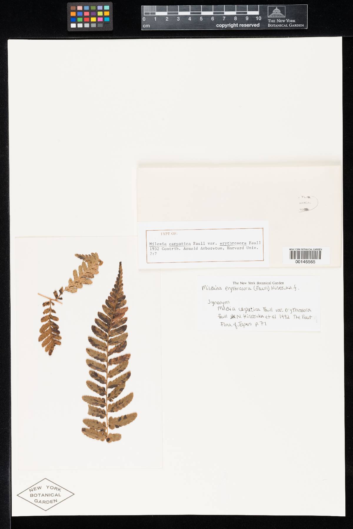 Milesia carpatica var. erythrosora image