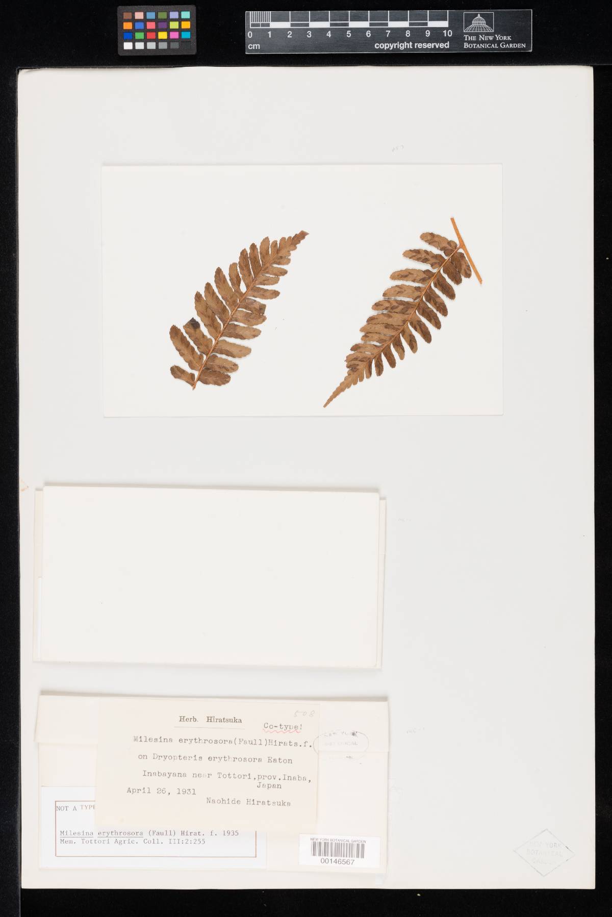 Milesina erythrosora image