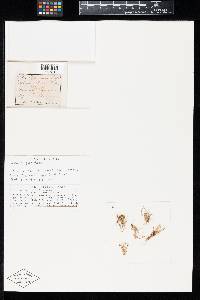Uromyces dactylidis image