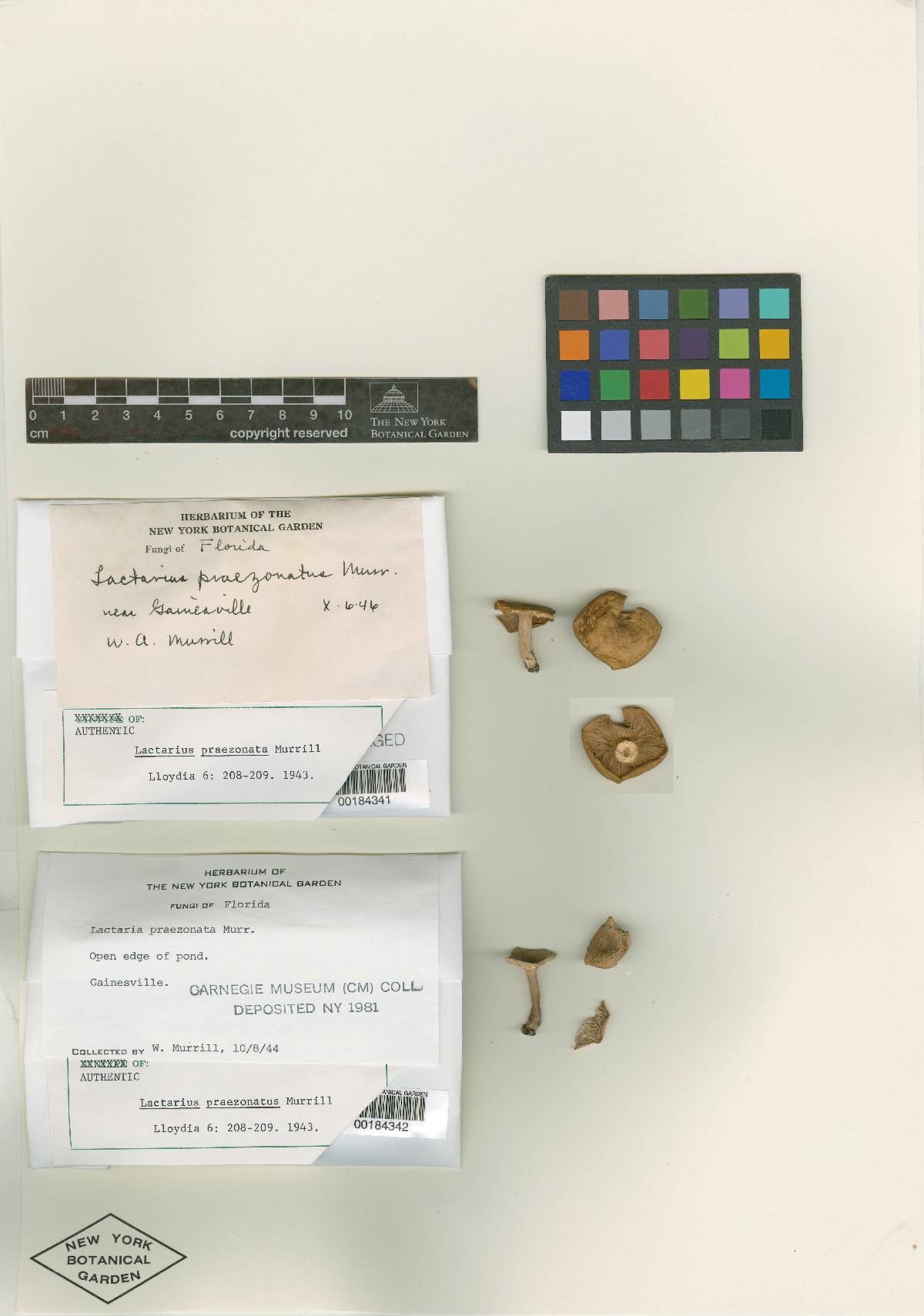 Lactarius praezonatus image