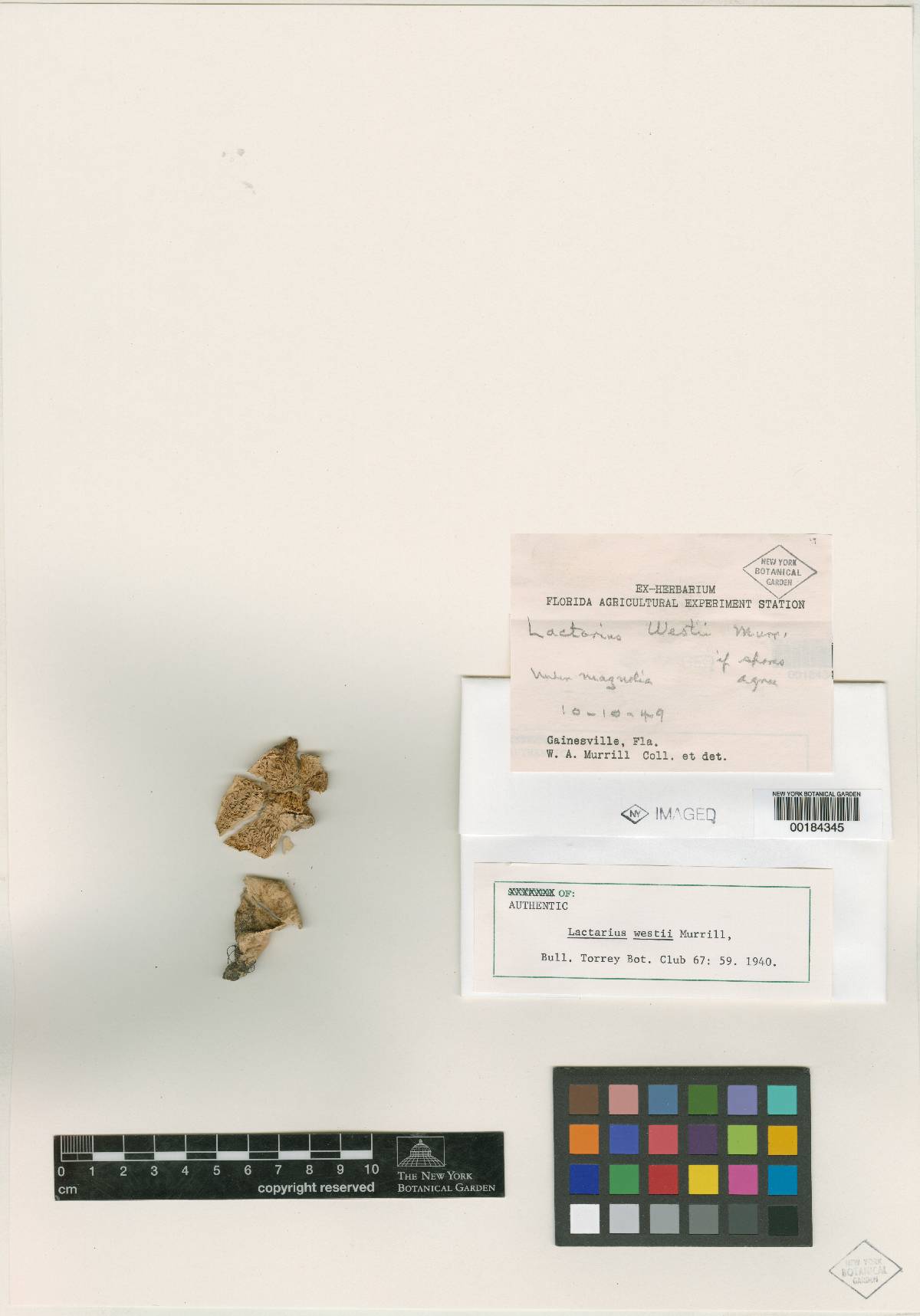 Lactarius westii image