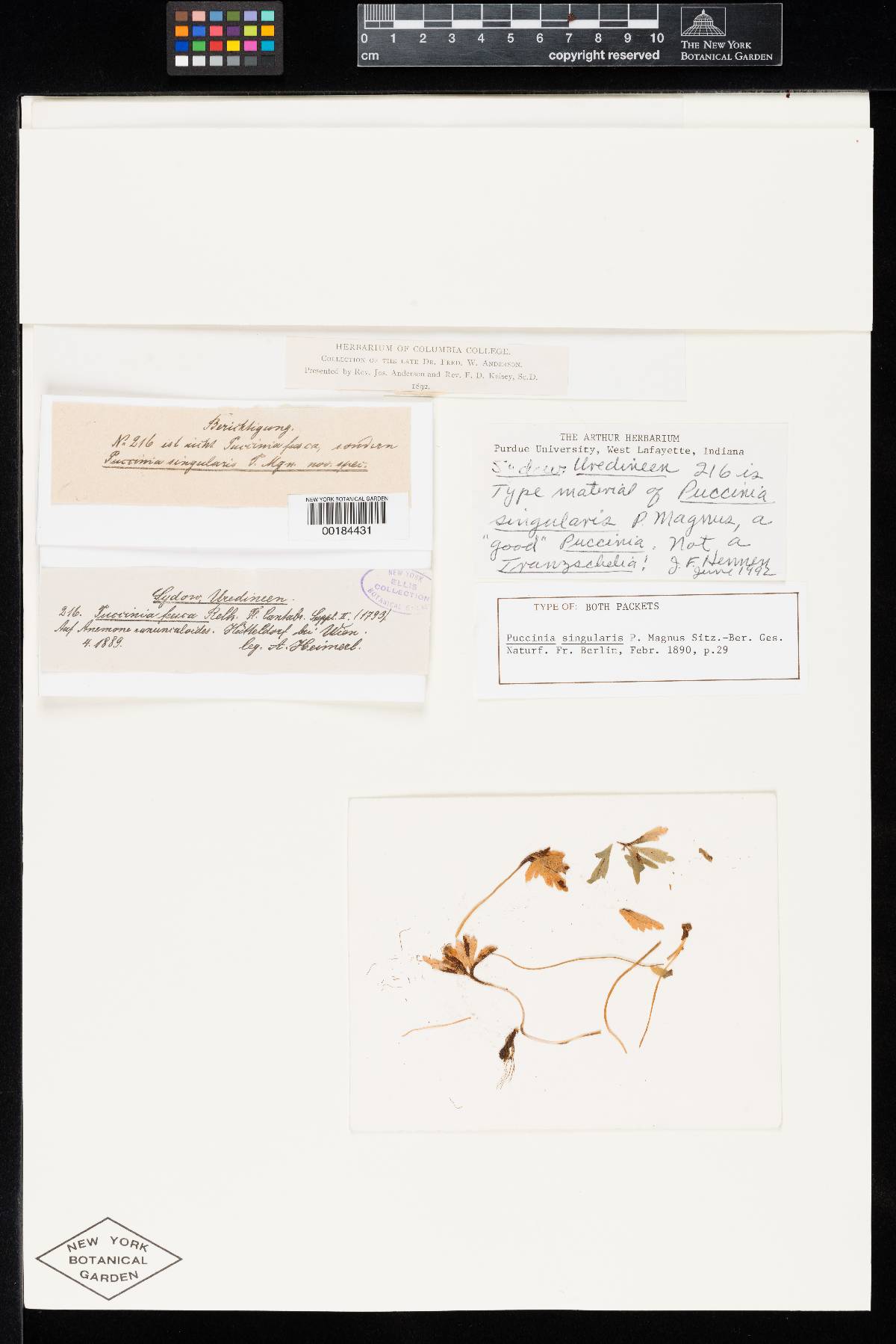 Puccinia singularis image