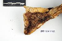 Lactarius scrobiculatus var. montanus image