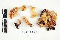 Lactarius maculatipes image