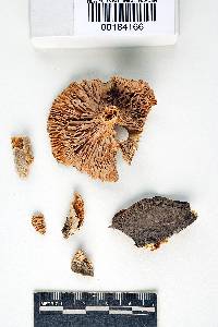 Lactarius tephropeplis image