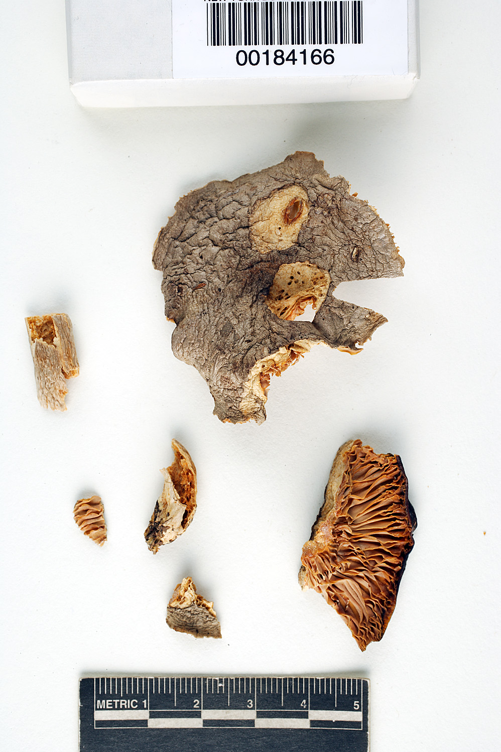 Lactarius tephropeplis image