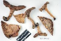 Lactarius argillaceifolius image