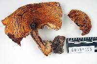 Lactarius alnicola var. alnicola image