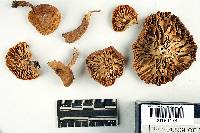 Lactarius sumstinei image