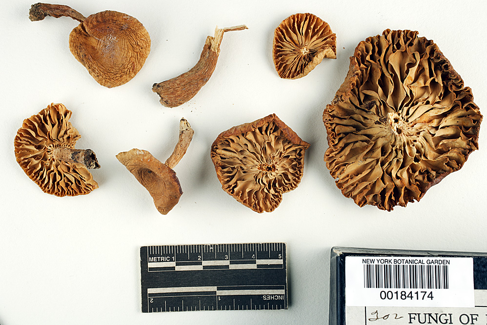 Lactarius sumstinei image