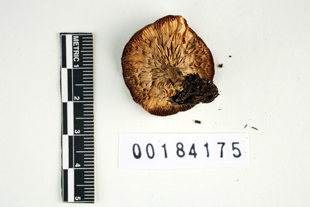 Lactarius praezonatus image